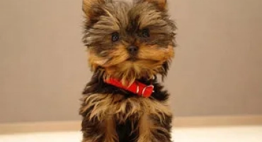 Yorkshire terrier mini: блясък или приятел?